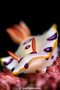 Nudibranch 
(uncropped) by Iyad Suleyman 
